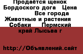 Продаётся щенок Бордоского дога › Цена ­ 37 000 - Все города Животные и растения » Собаки   . Пермский край,Лысьва г.